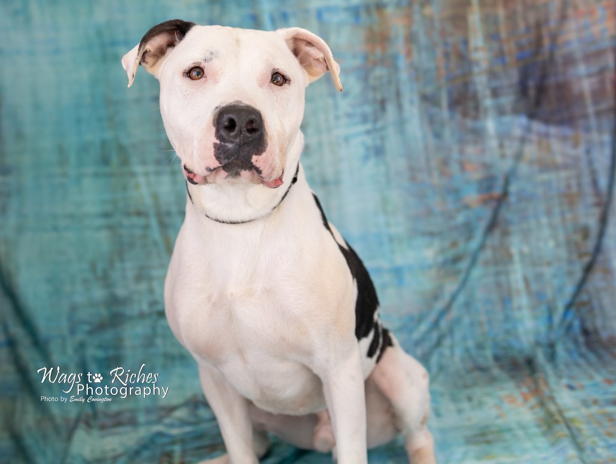 Bodie, a Adoptable mixed breed in Anniston, AL image 1/10