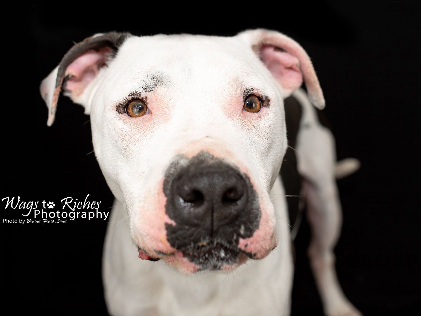 Bodie, a Adoptable mixed breed in Anniston, AL image 4/10