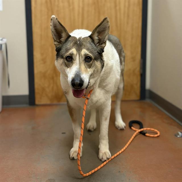 PANDA, Adoptable, Adult Female German Shepherd Dog & Mixed Breed.