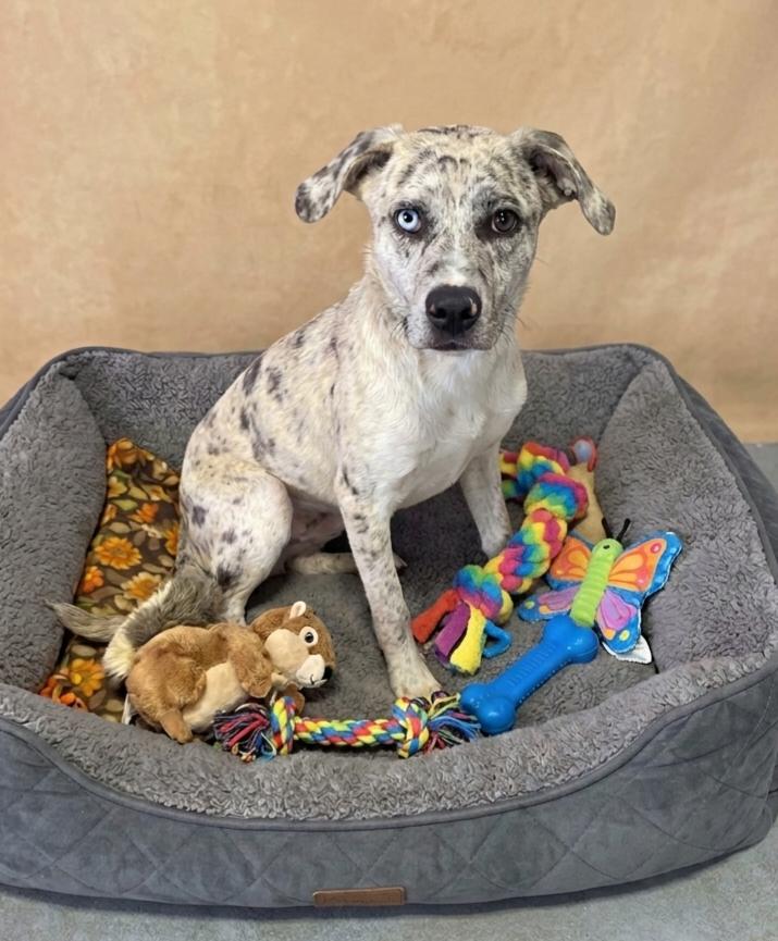 Enlarge **EMPRESS**, a Adoptable Catahoula Leopard Dog in North Prairie, WI image 2/2
