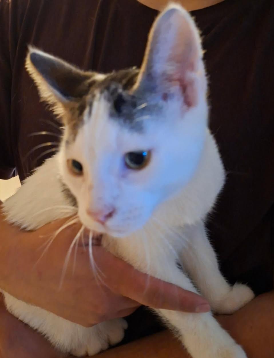 Enlarge Sprout (bonded with Yam), a Adoptable Domestic Short Hair in Pickering, ON image 2/4