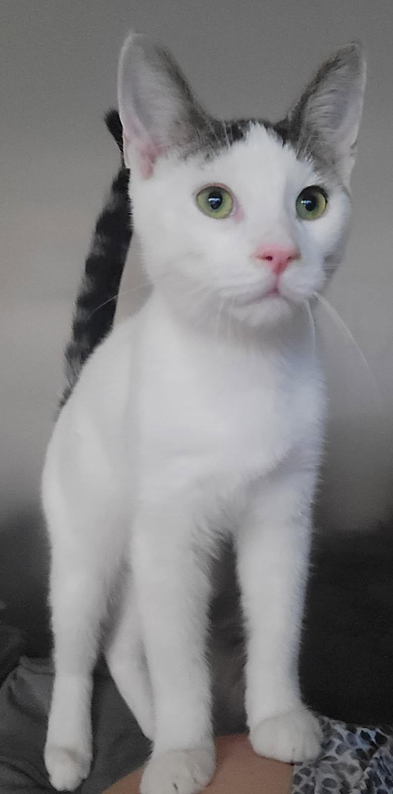 Enlarge Sprout (bonded with Yam), a Adoptable Domestic Short Hair in Pickering, ON image 1/4