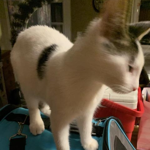 Enlarge Sprout (bonded with Yam), a Adoptable Domestic Short Hair in Pickering, ON image 4/4