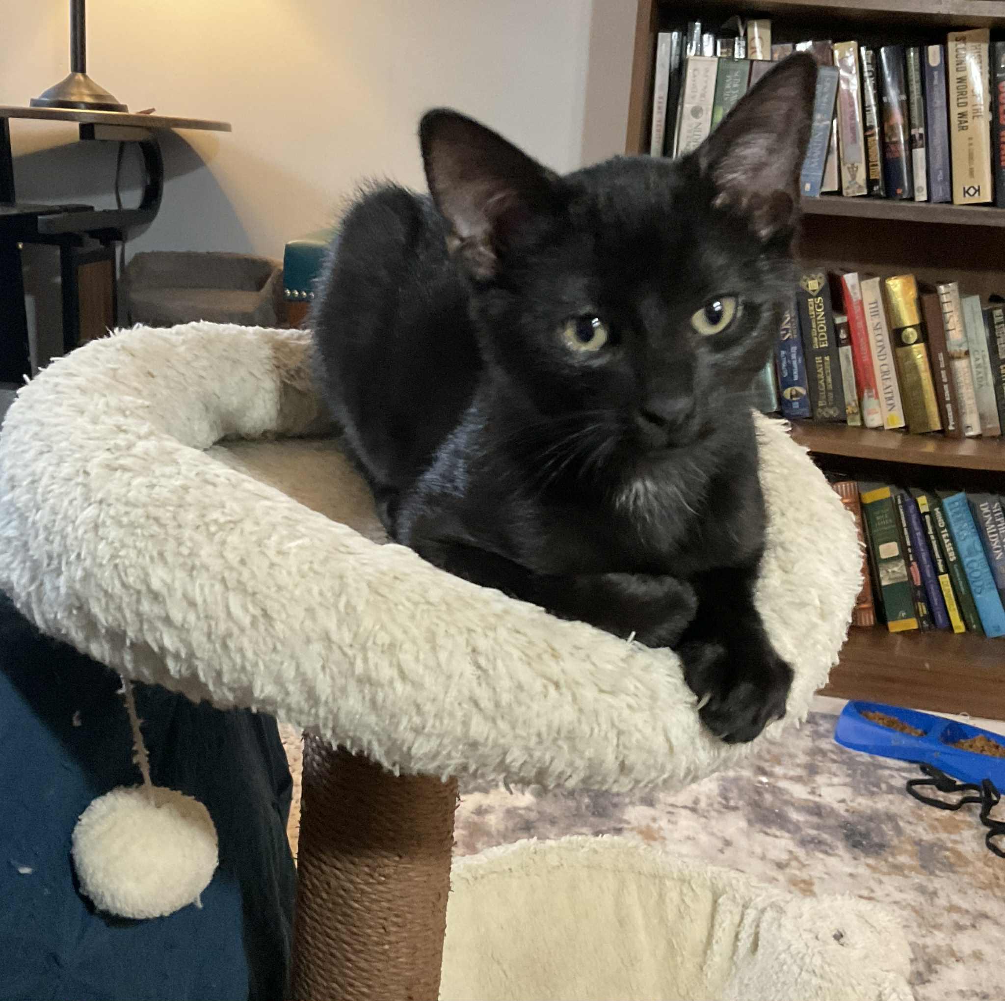Pepper, Adoptable, Kitten Male Domestic Short Hair.