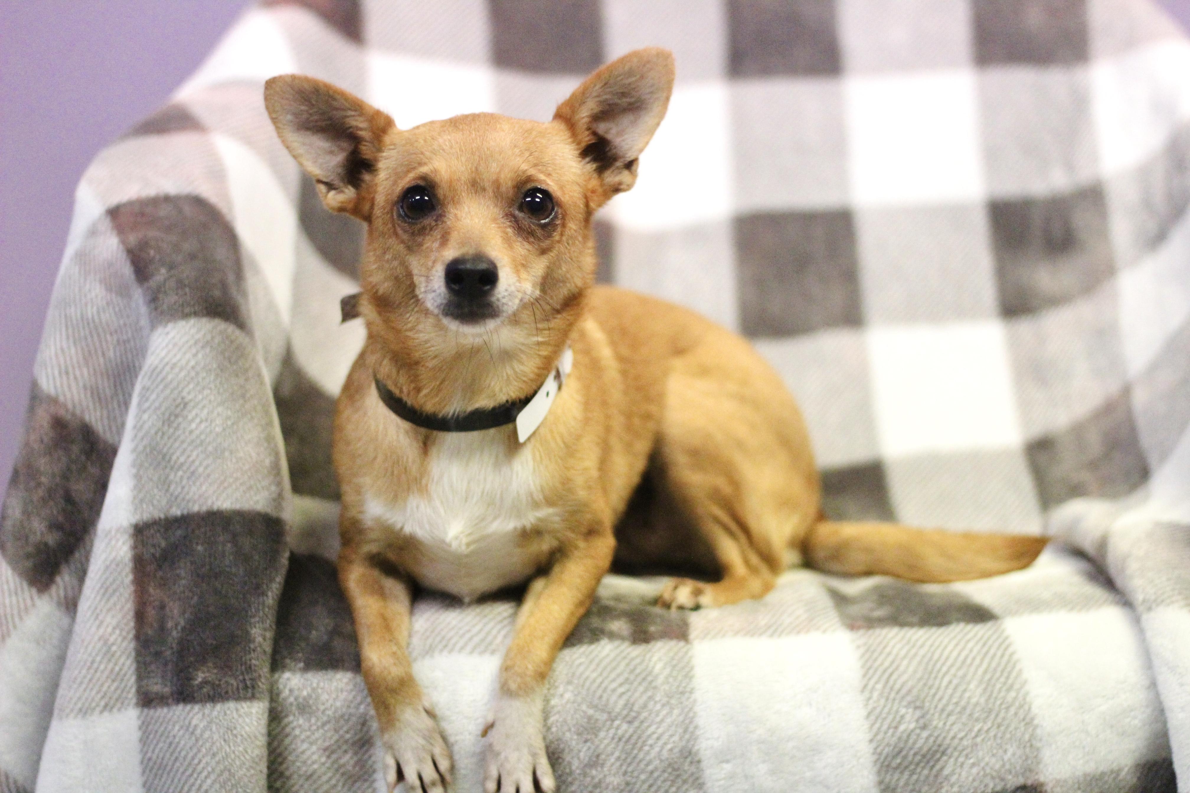 Enlarge Knockout in NH. Come Meet our Adoptable Dogs Wednesday-Saturday. More info in Bio, a Adoptable mixed breed in Manchester, NH image 1/2