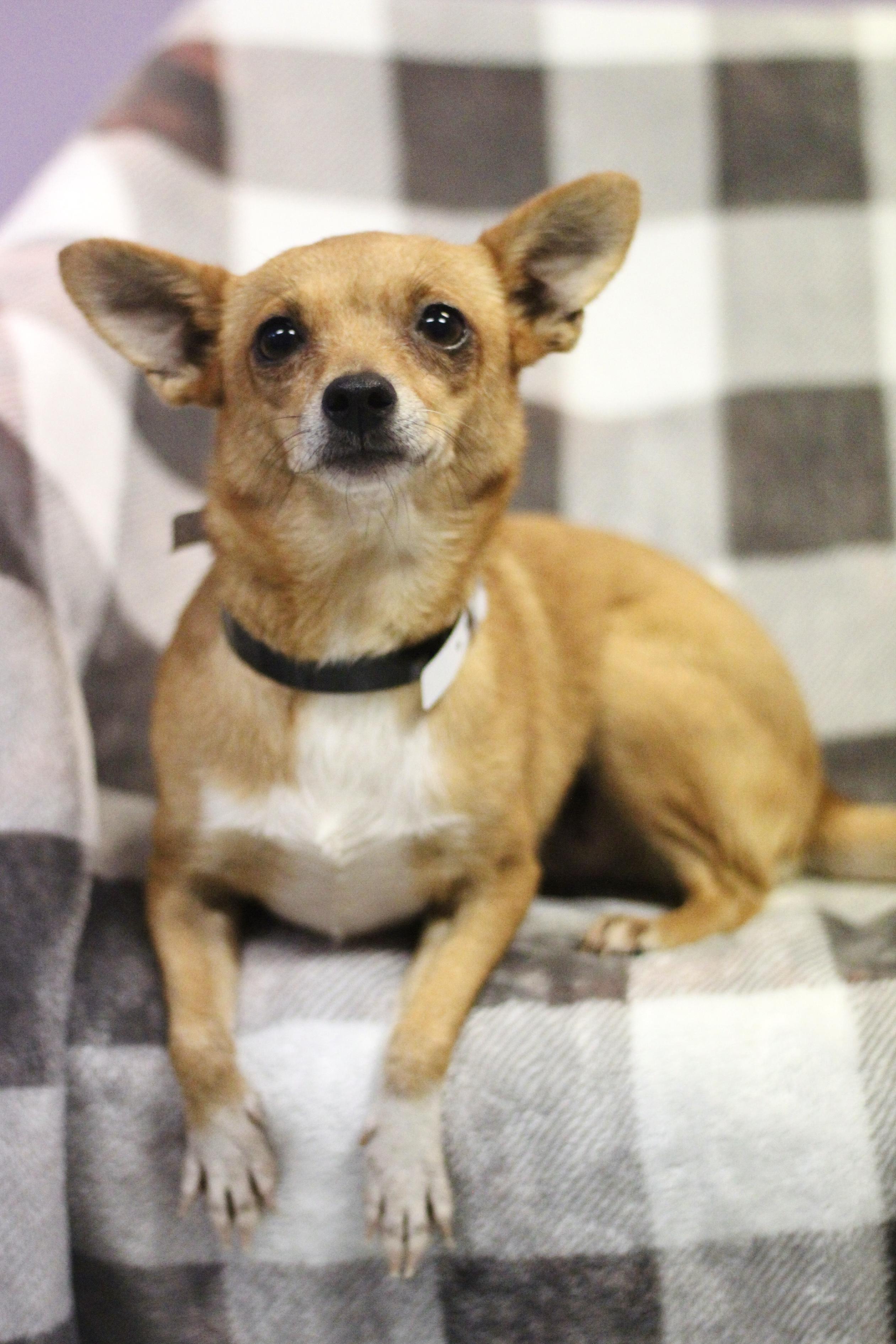 Enlarge Knockout in NH. Come Meet our Adoptable Dogs Wednesday-Saturday. More info in Bio, a Adoptable mixed breed in Manchester, NH image 2/2
