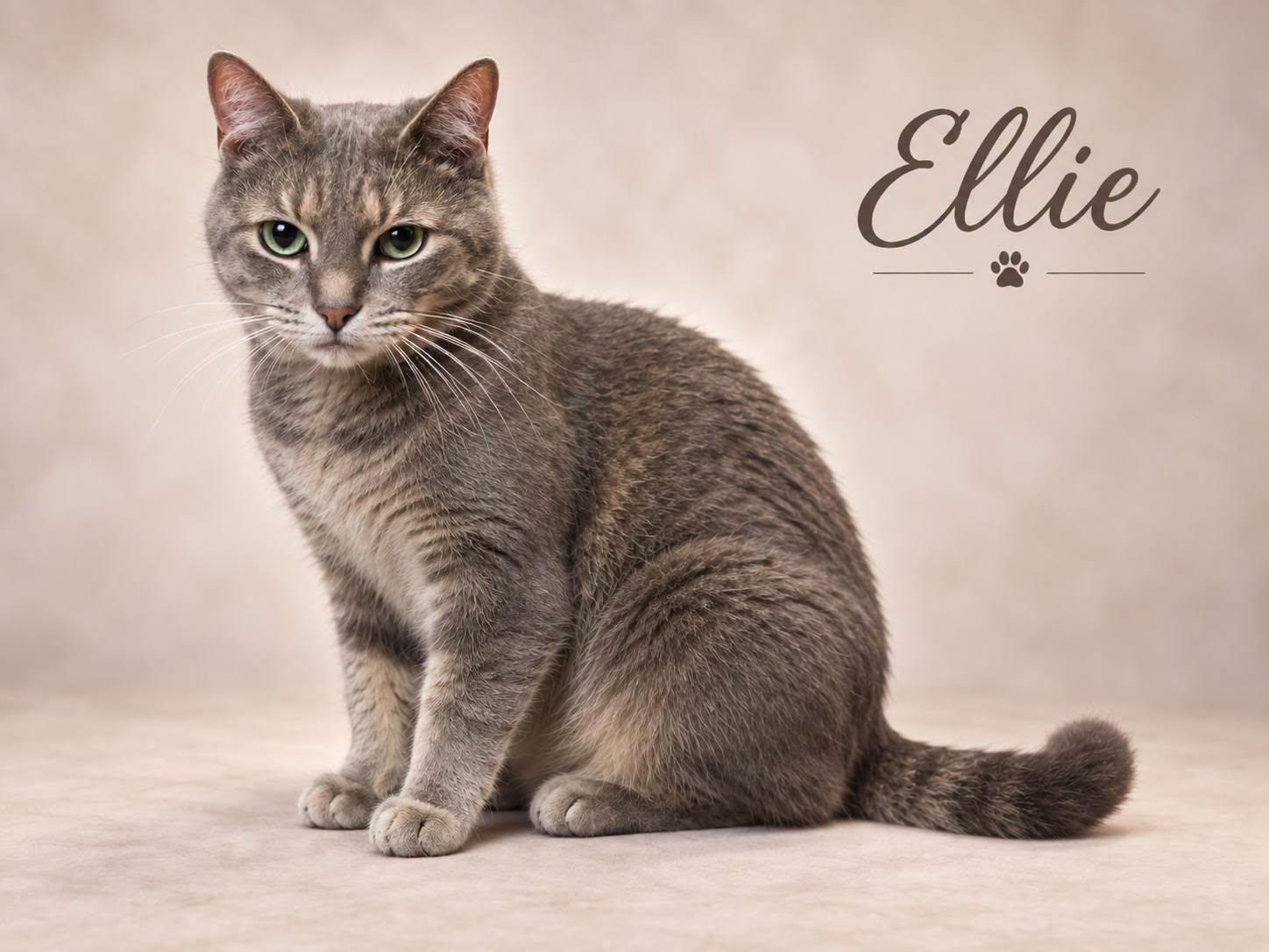 Ellie, Adopted, Adult Female Tabby.
