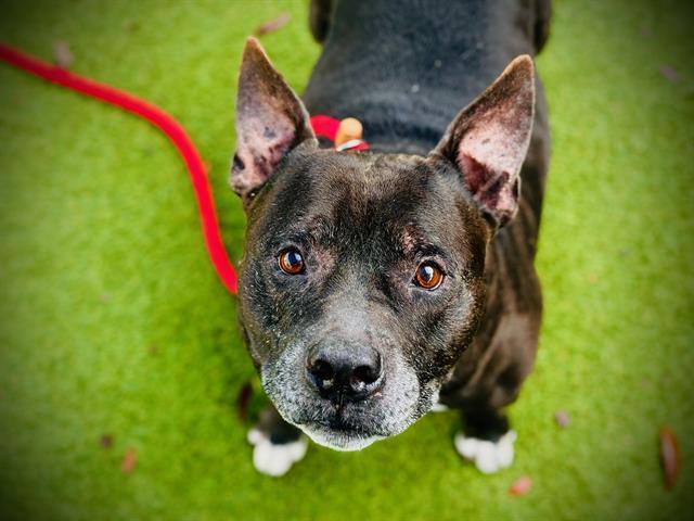 PREST, Adoptable, Adult Male Staffordshire Bull Terrier.
