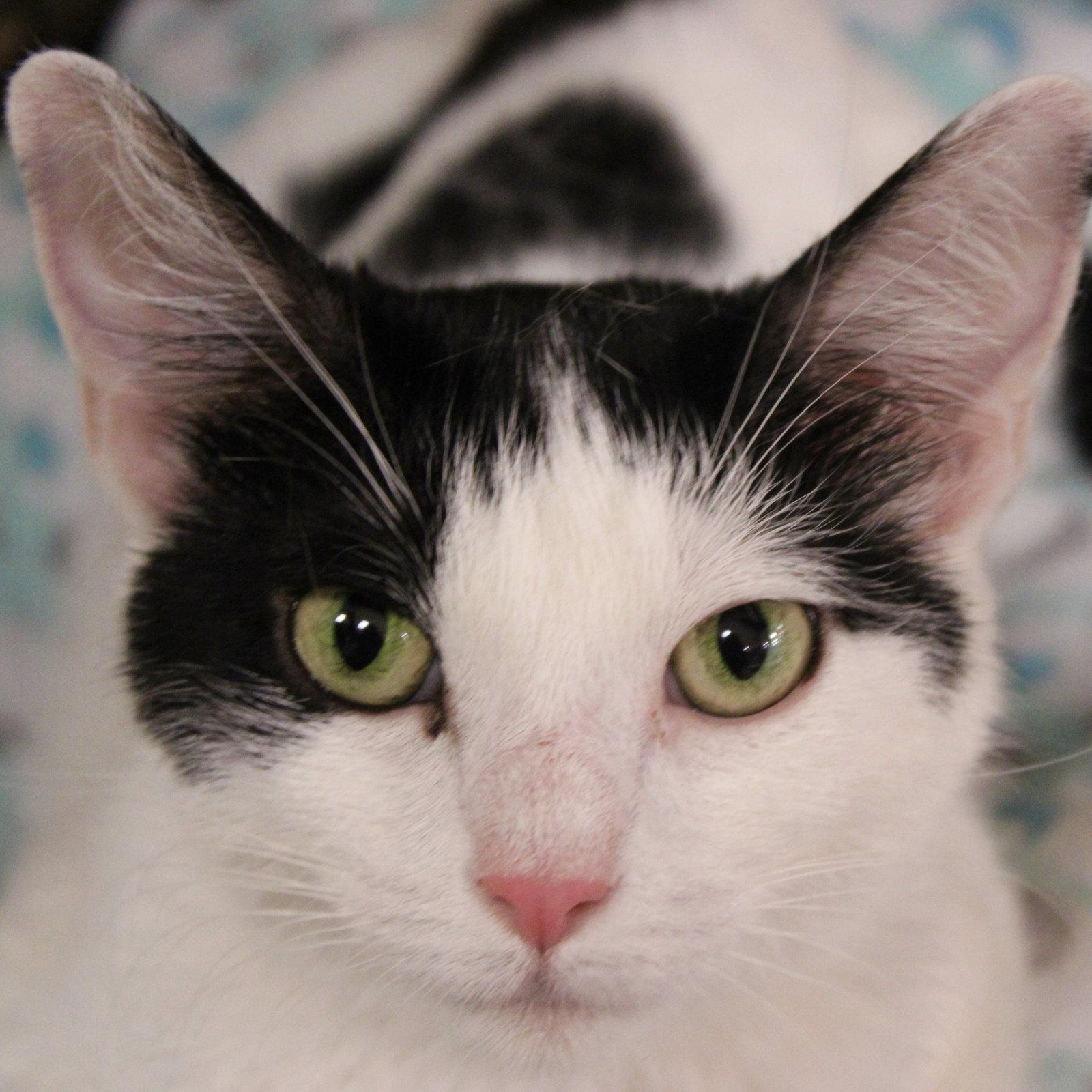 Cody Beans, Adoptable, Young Male Domestic Short Hair.