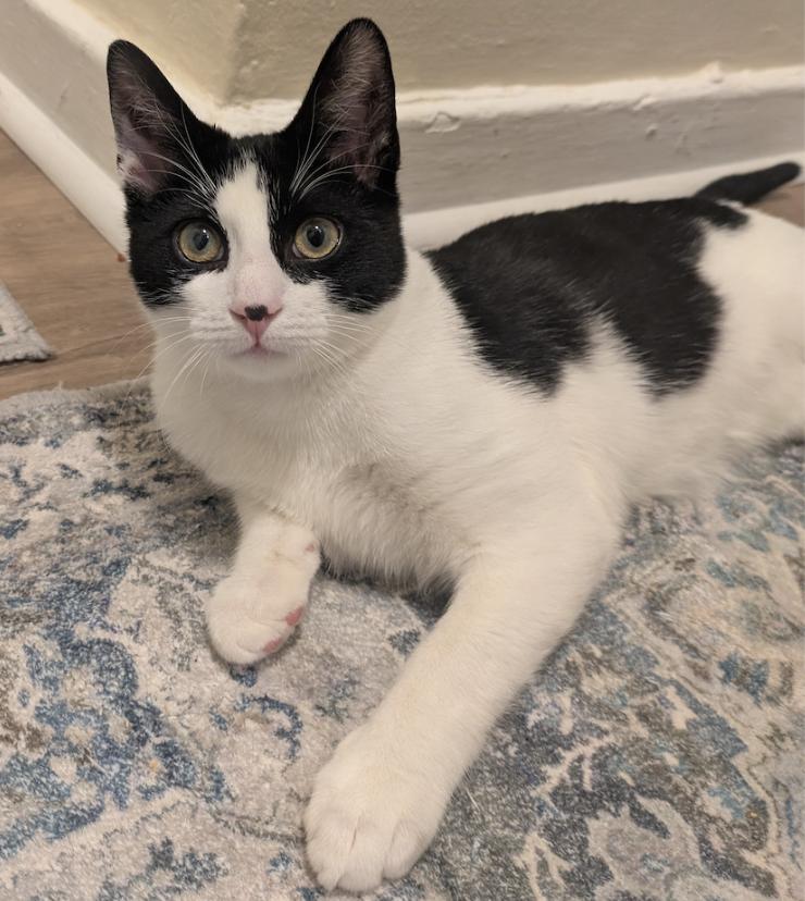 Enlarge Cody Beans, a Adoptable Domestic Short Hair in Flushing, NY image 1/1