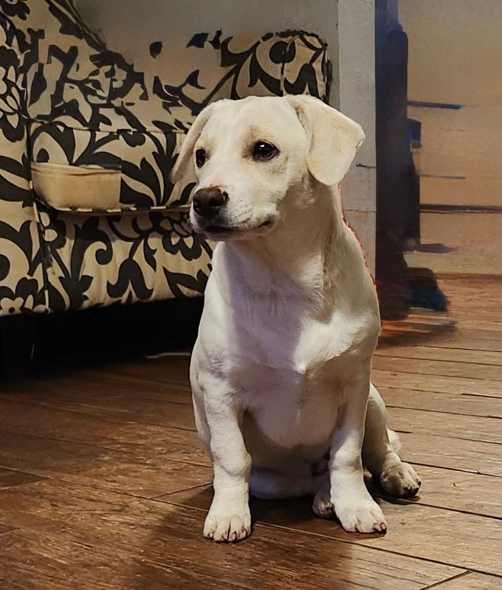 Enlarge Joey, an adopted mixed breed in Cedar City, UT image 1/1