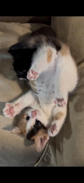 Holly, Adoptable, Kitten Female Domestic Short Hair.