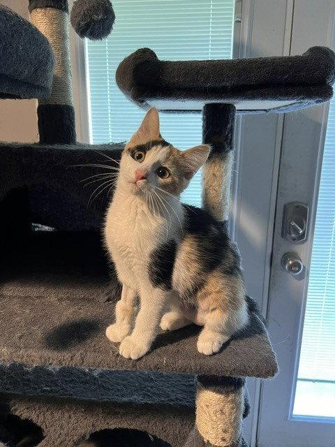 Enlarge Holly, a Adoptable Domestic Short Hair in O'Fallon, MO image 2/2