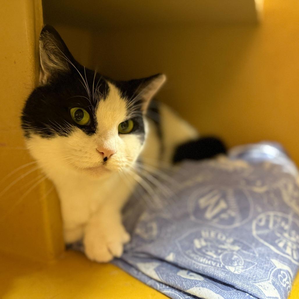 Enlarge Cookie Mae, a Adoptable Domestic Short Hair in Philadelphia, PA image 1/6