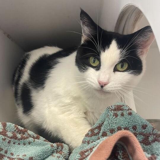 Enlarge Cookie Mae, a Adoptable Domestic Short Hair in Philadelphia, PA image 2/6