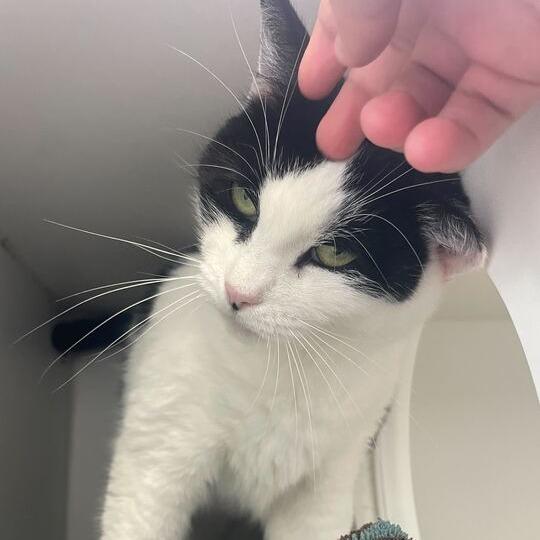 Enlarge Cookie Mae, a Adoptable Domestic Short Hair in Philadelphia, PA image 4/6