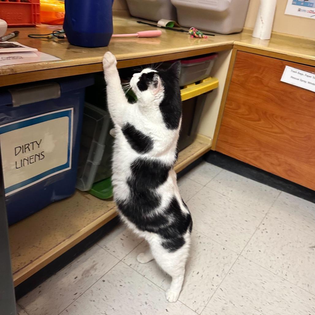 Enlarge Cookie Mae, a Adoptable Domestic Short Hair in Philadelphia, PA image 5/6