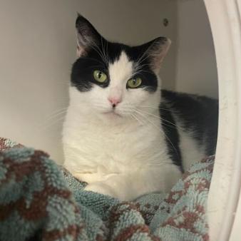 Enlarge Cookie Mae, a Adoptable Domestic Short Hair in Philadelphia, PA image 6/6