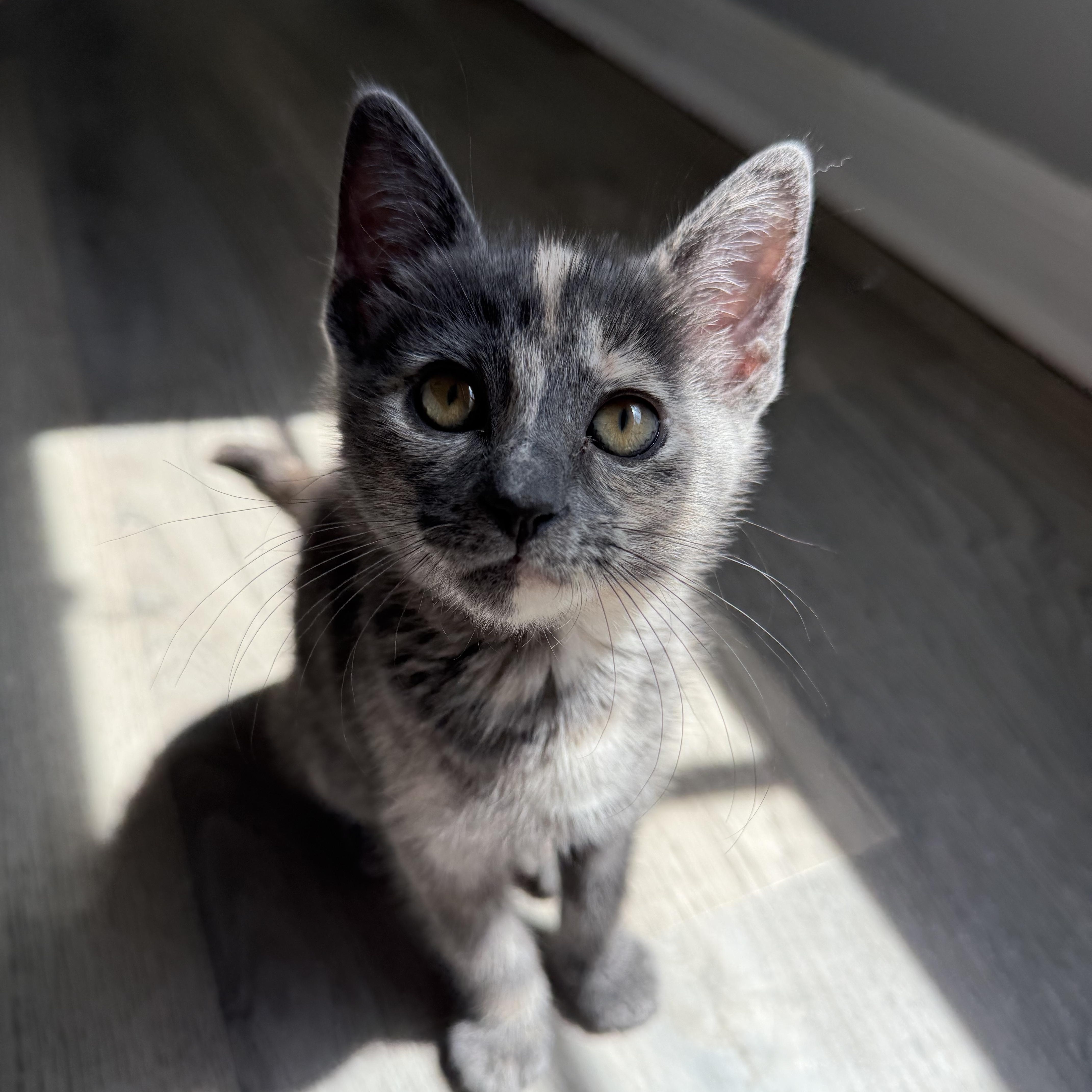 Enlarge Sam (girl), a Adopted Domestic Short Hair in Maitland, FL image 4/4