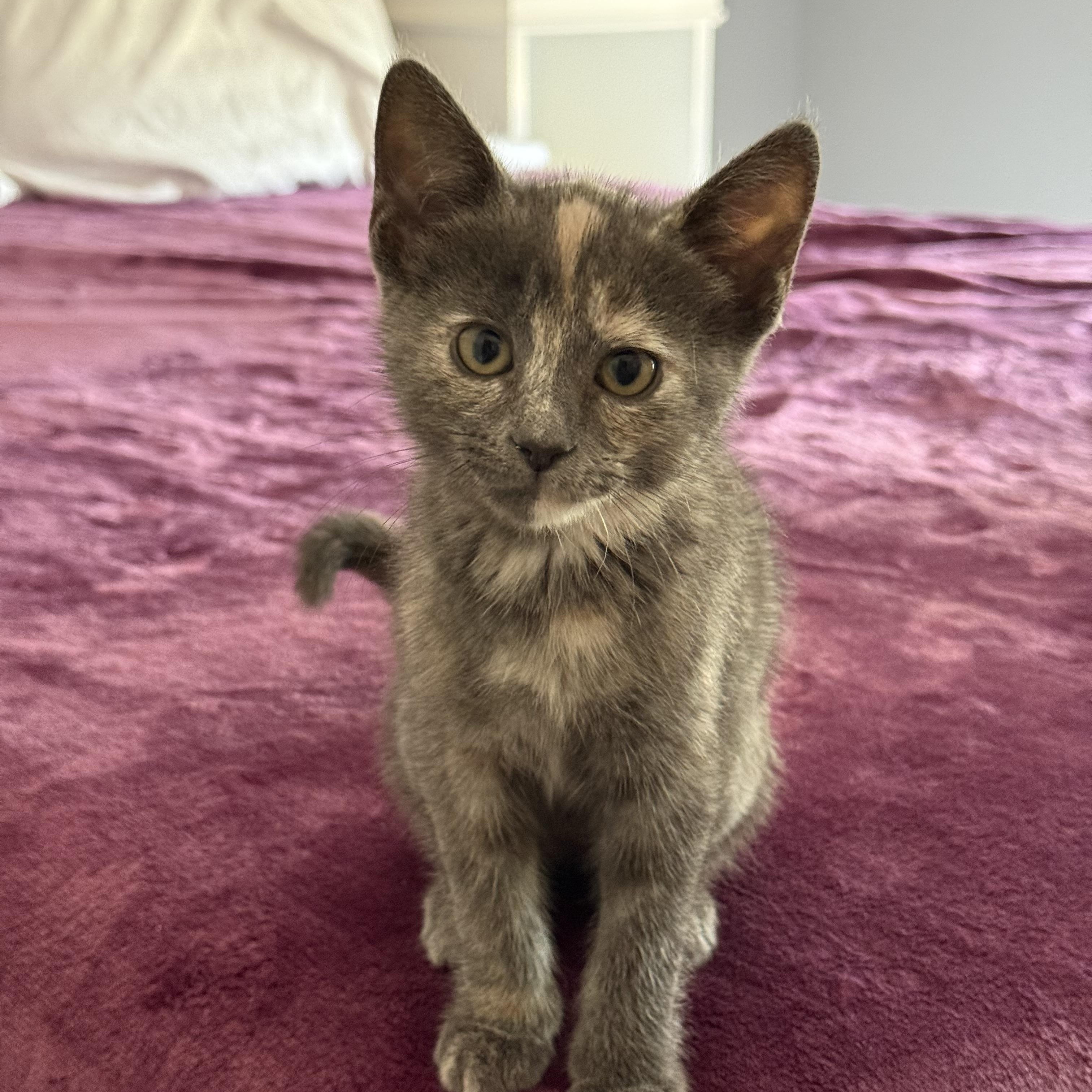 Enlarge Sam (girl), a Adopted Domestic Short Hair in Maitland, FL image 1/4