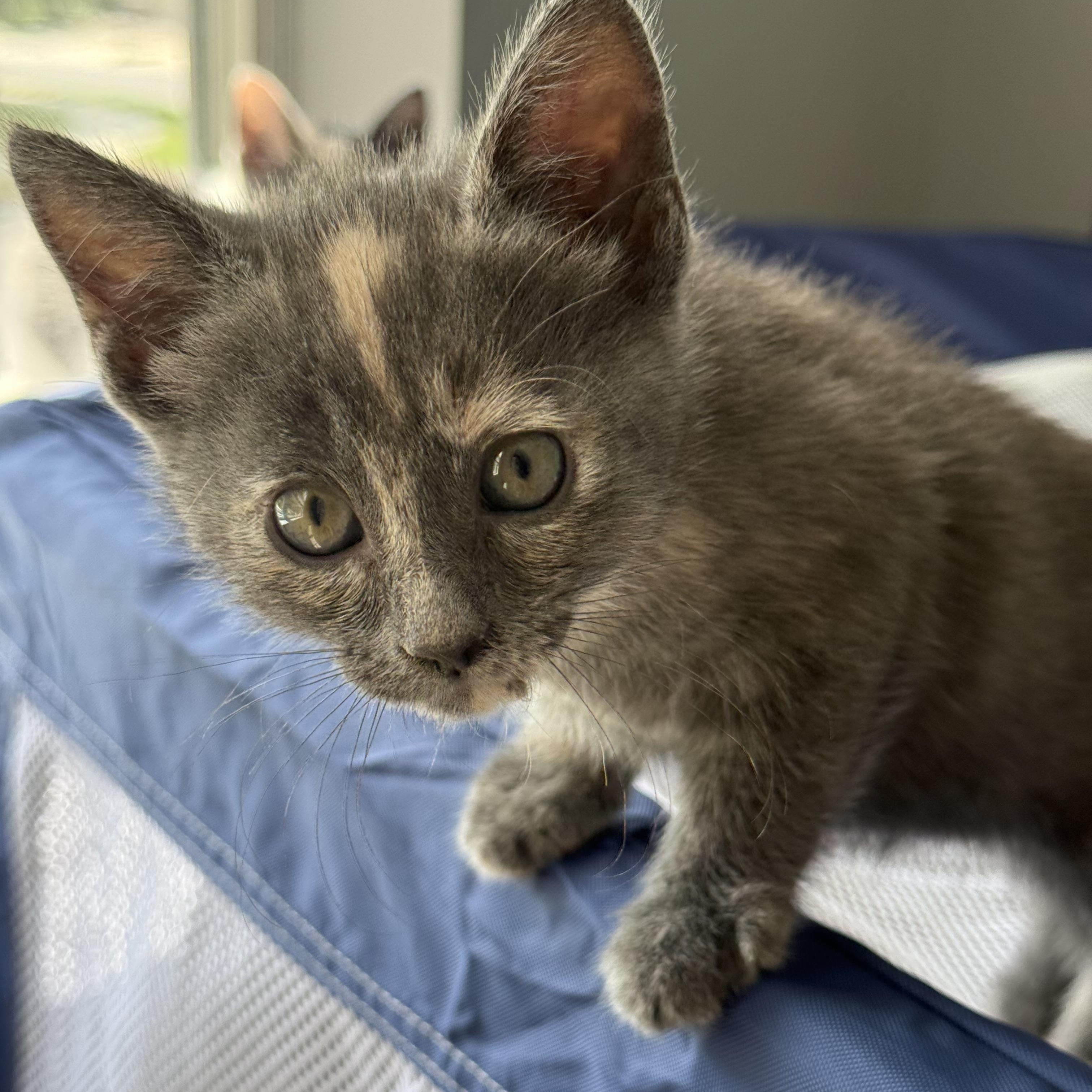 Enlarge Sam (girl), a Adopted Domestic Short Hair in Maitland, FL image 2/4