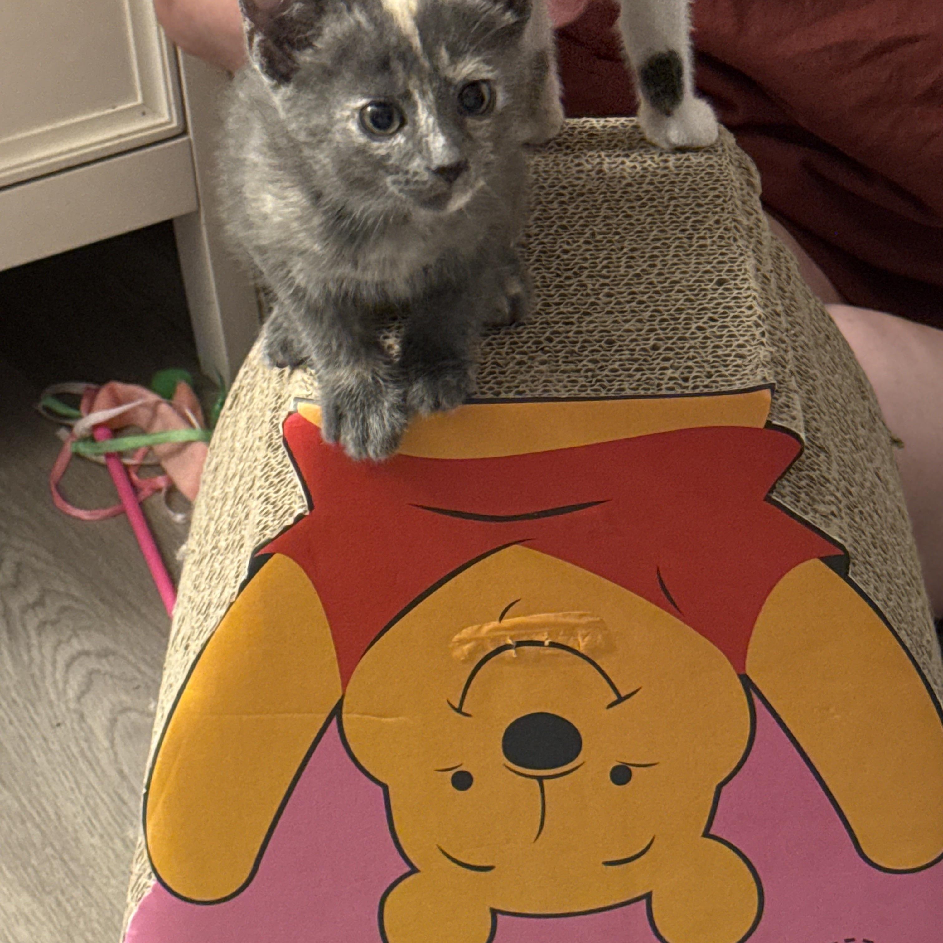 Enlarge Sam (girl), a Adopted Domestic Short Hair in Maitland, FL image 3/4