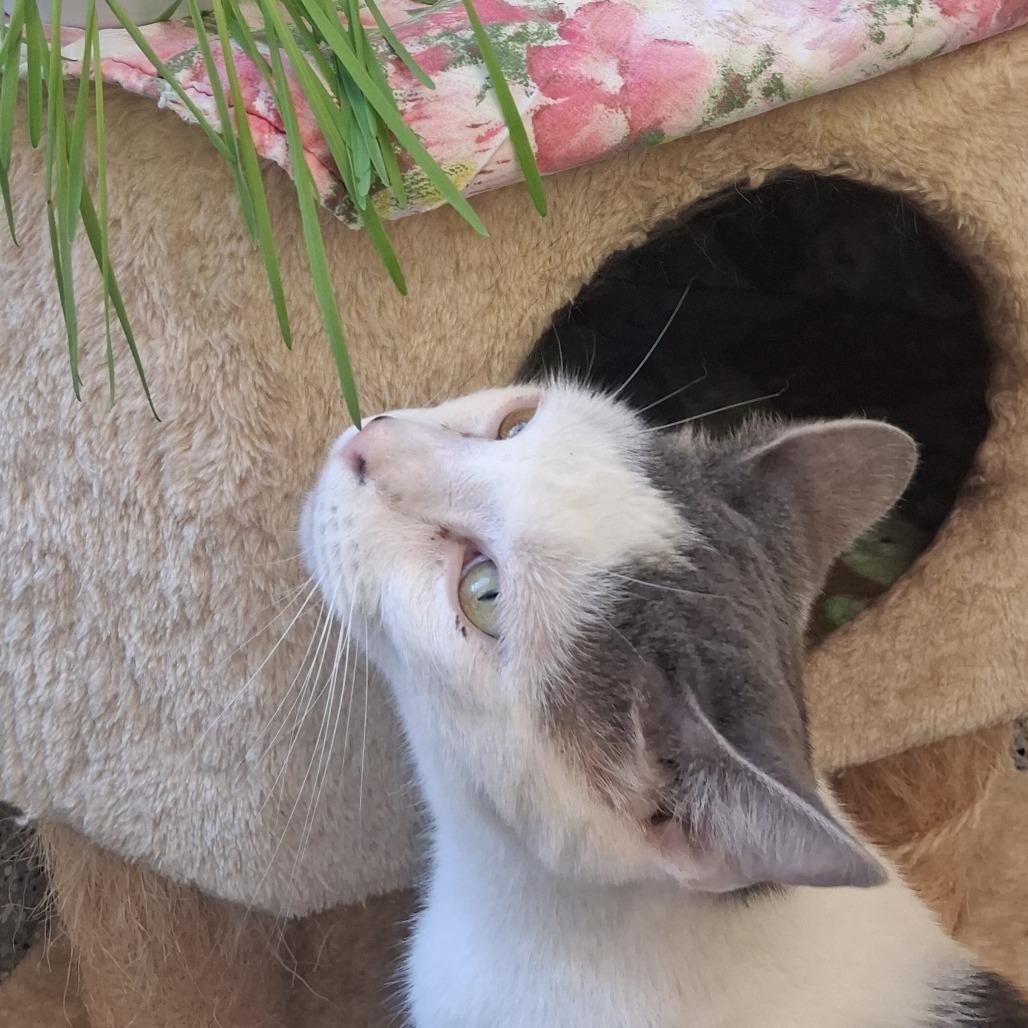Bear, Adoptable, Adult Male Domestic Short Hair.