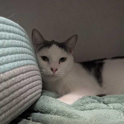 Bear, a Adoptable Domestic Short Hair in Dayton, OH image 2/6