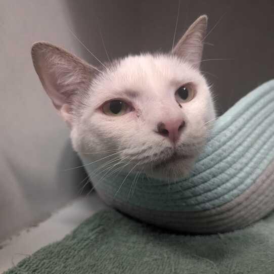 Bear, a Adoptable Domestic Short Hair in Dayton, OH image 3/6