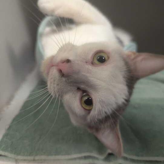Bear, a Adoptable Domestic Short Hair in Dayton, OH image 4/6