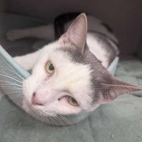 Bear, a Adoptable Domestic Short Hair in Dayton, OH image 5/6