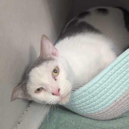 Bear, a Adoptable Domestic Short Hair in Dayton, OH image 6/6