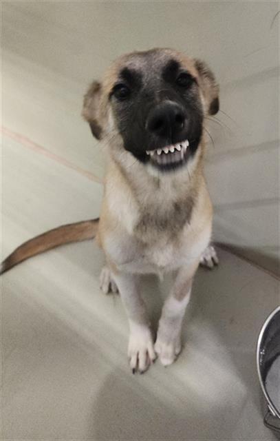 Winnie - In foster. Needs forever home., ADOPTABLE, Puppy Female Shepherd.