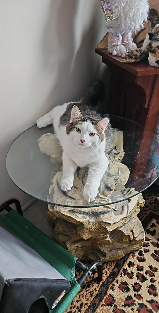 Enlarge Spicy, a Adoptable Domestic Short Hair in Cloquet, MN image 2/6