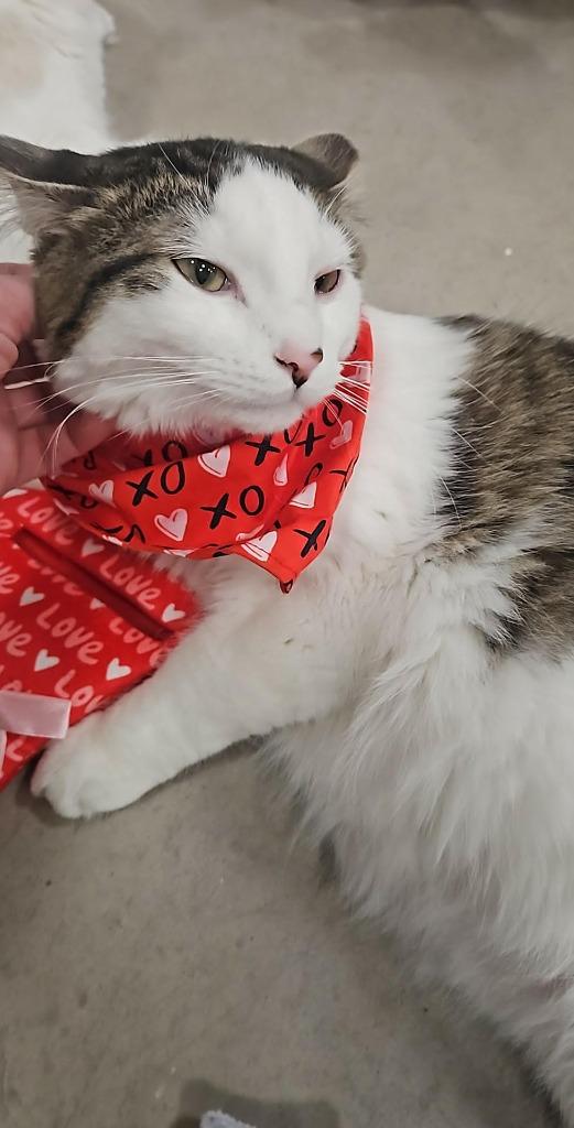 Enlarge Spicy, a Adoptable Domestic Short Hair in Cloquet, MN image 3/6