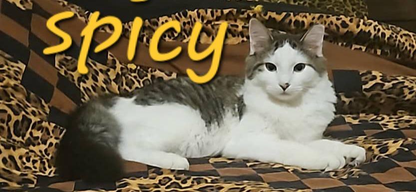 Enlarge Spicy, a Adoptable Domestic Short Hair in Cloquet, MN image 5/6