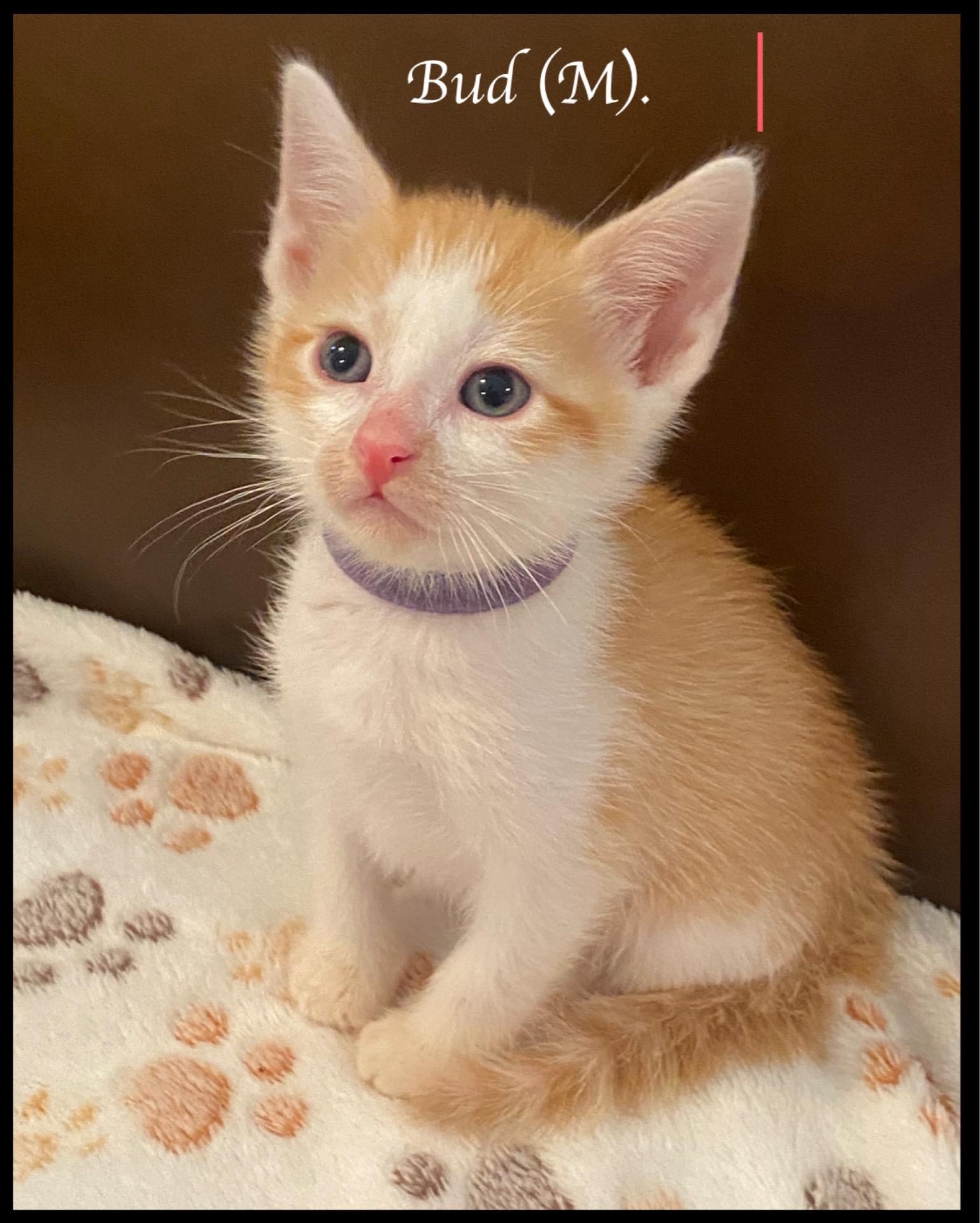 Enlarge Bud, a Adoptable Domestic Short Hair in Long Beach, CA image 1/1