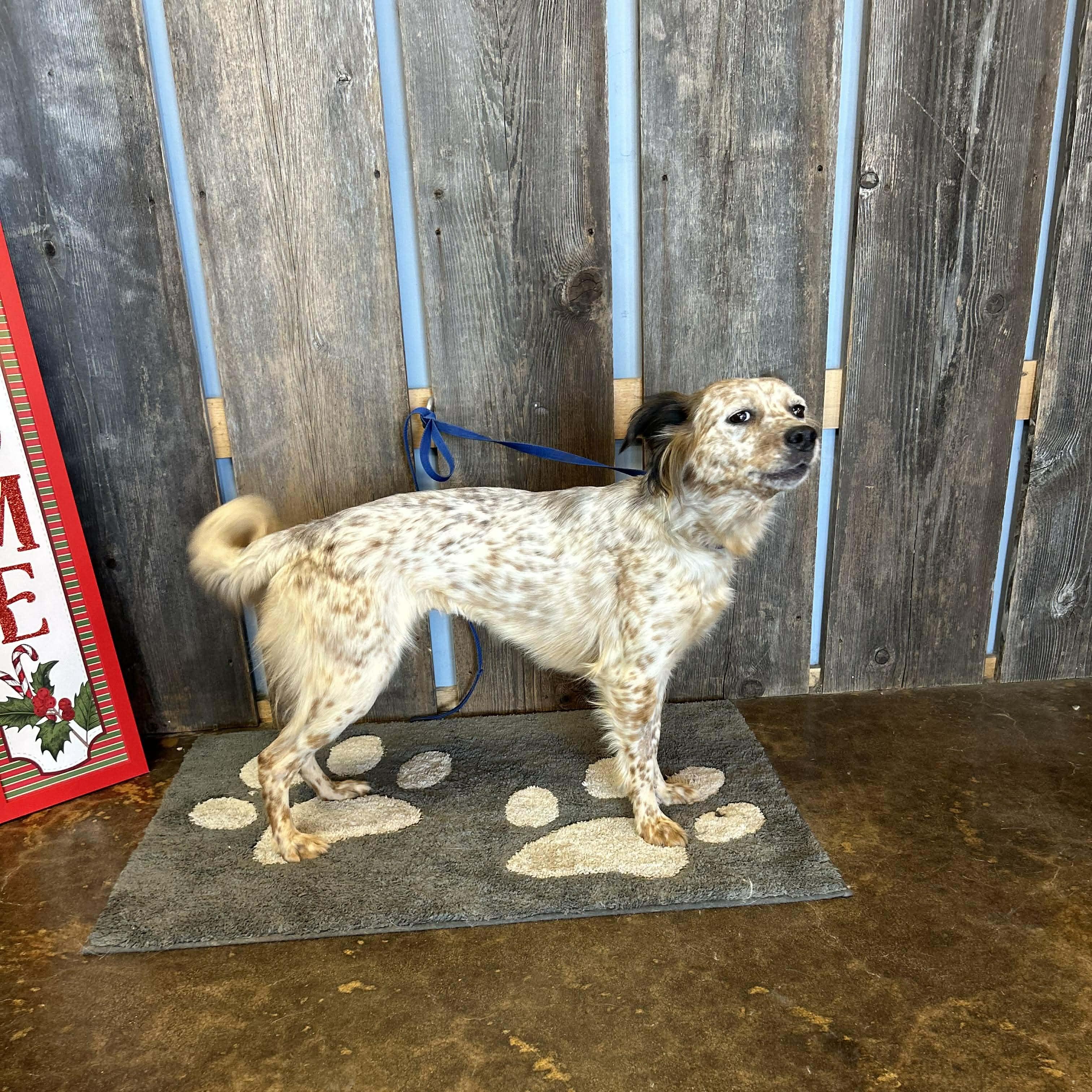 Enlarge PRESILLA    $425, a ADOPTABLE mixed breed in Milwaukee, WI image 1/4