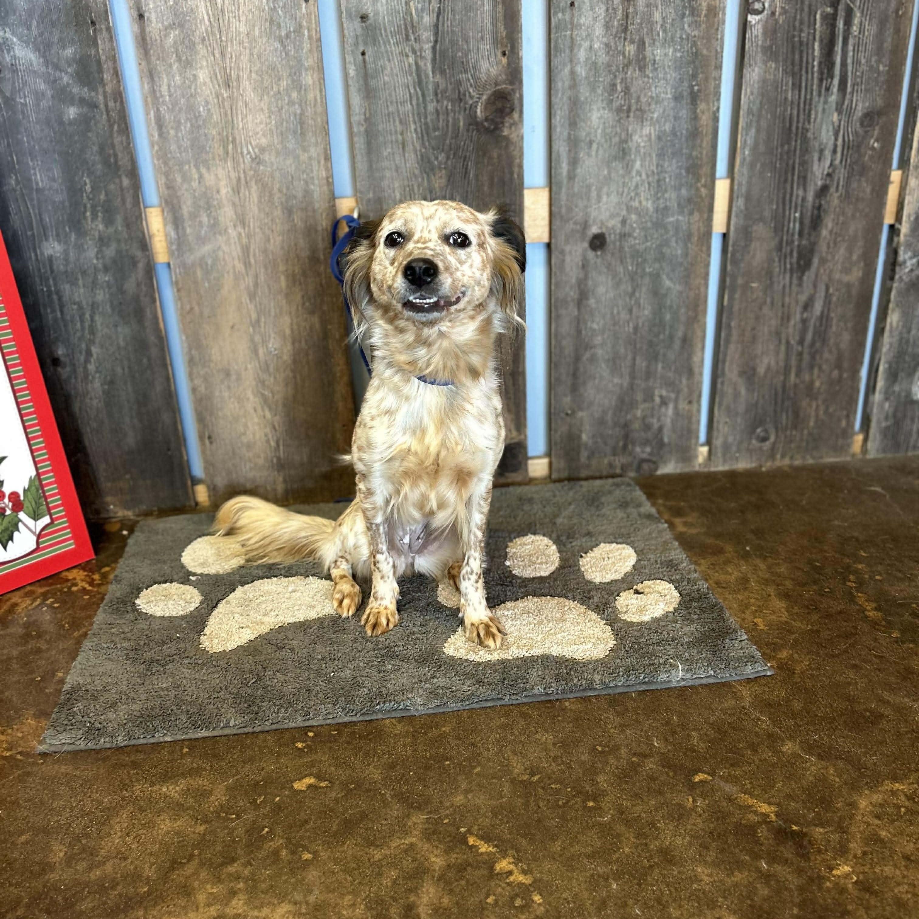 Enlarge PRESILLA    $425, a ADOPTABLE mixed breed in Milwaukee, WI image 4/4