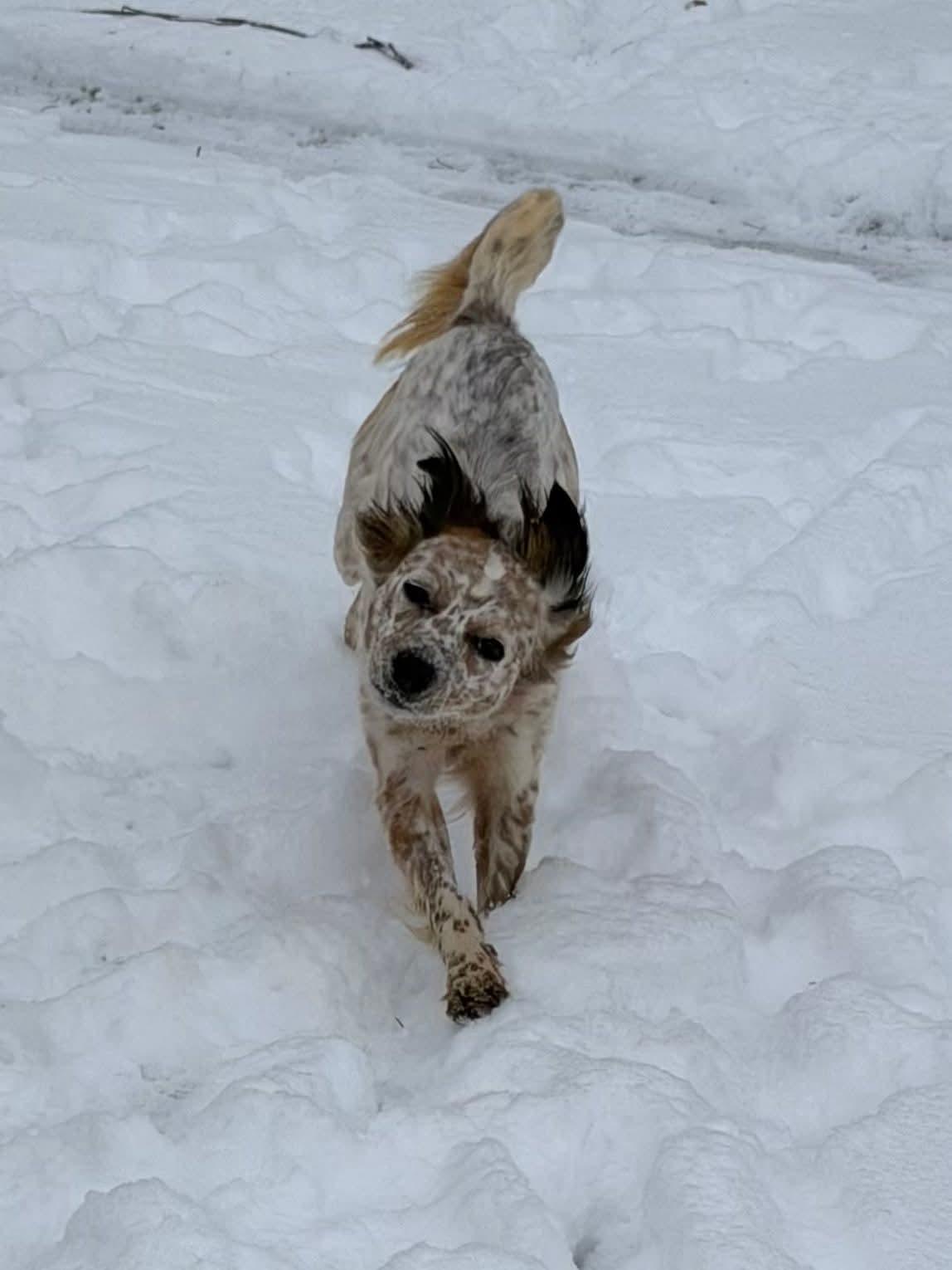 PRESILLA    $425, ADOPTABLE, Adult Female Australian Cattle Dog / Blue Heeler.