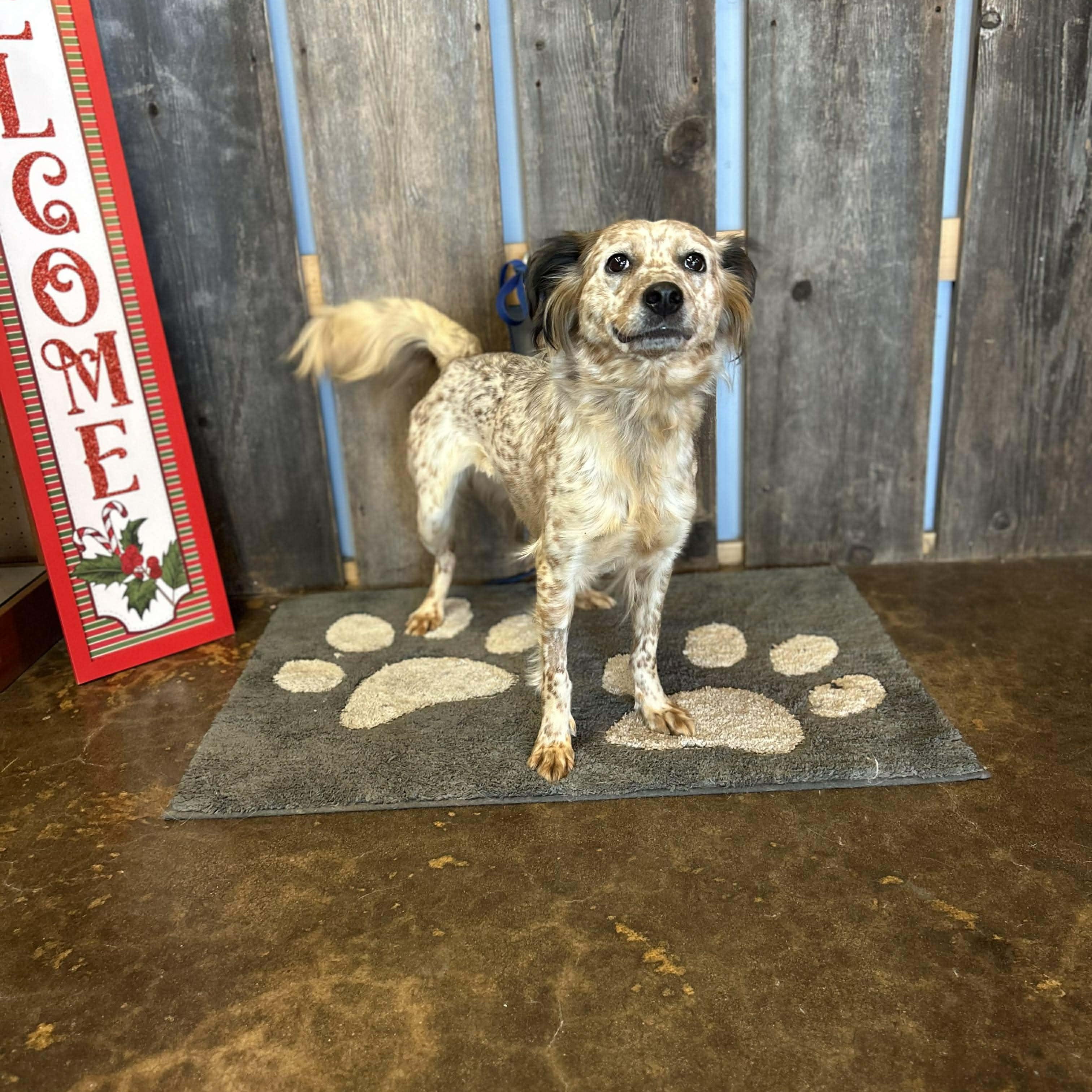 Enlarge PRESILLA    $425, a ADOPTABLE mixed breed in Milwaukee, WI image 3/4