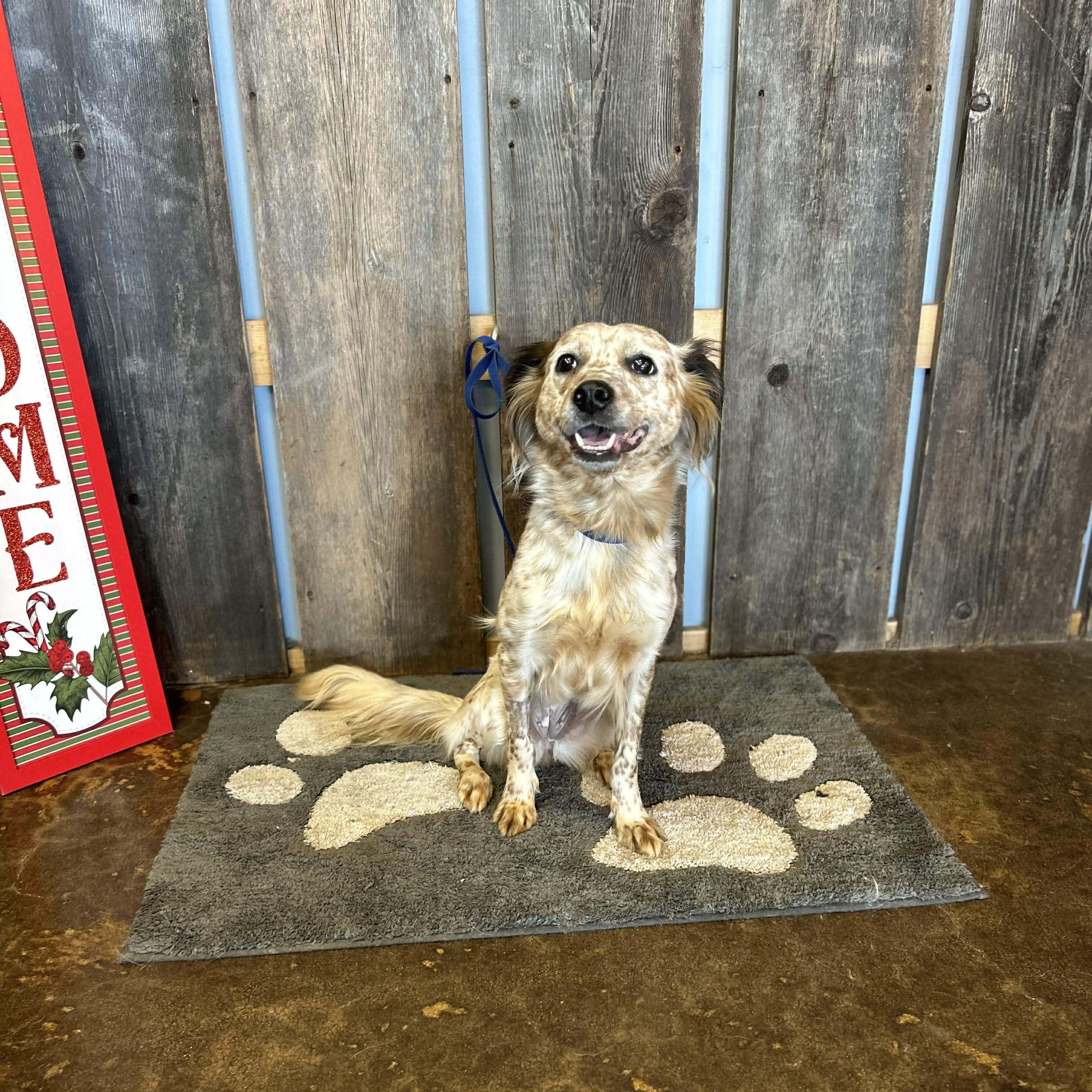 Enlarge PRESILLA    $425, a ADOPTABLE mixed breed in Milwaukee, WI image 2/4