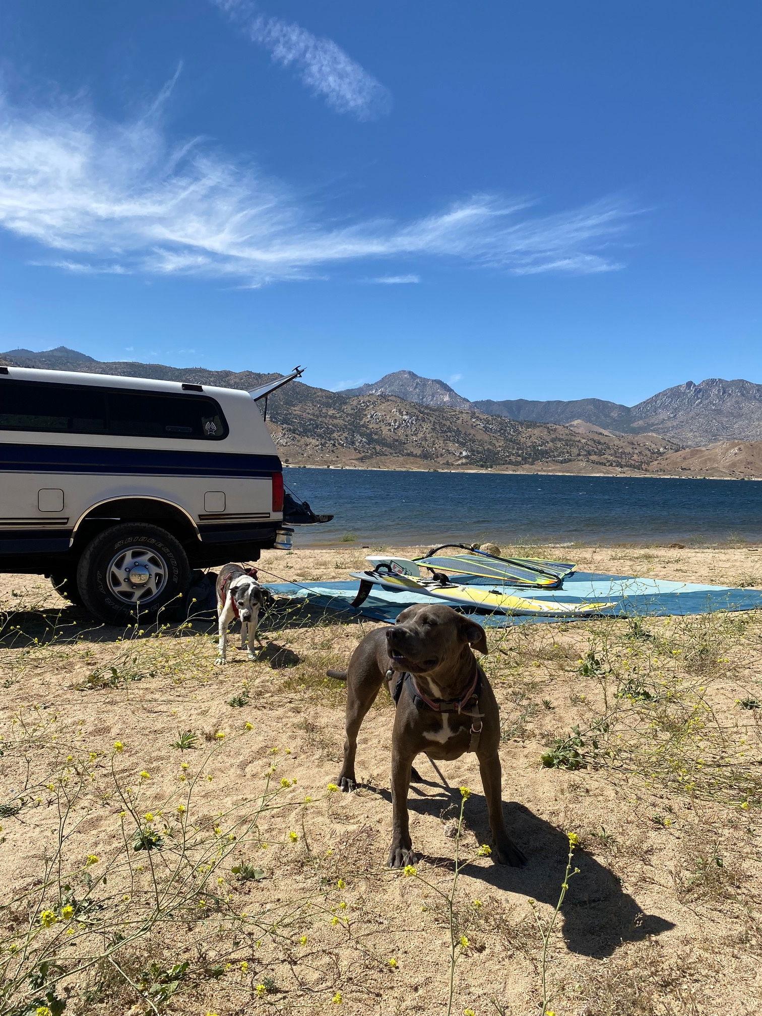 Enlarge Zelda, a Adopted Pit Bull Terrier in Fullerton, CA image 1/3