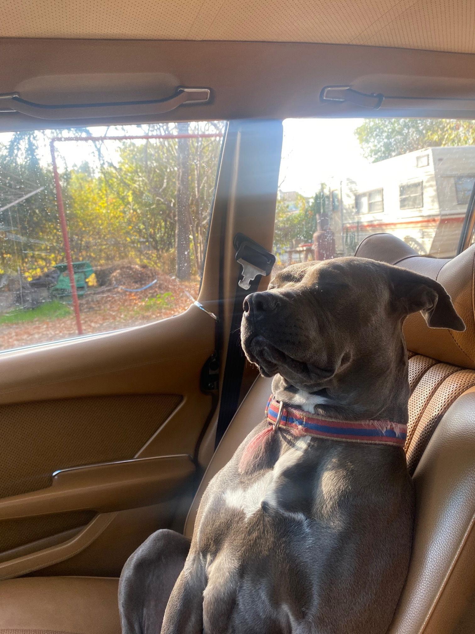 Enlarge Zelda, a Adopted Pit Bull Terrier in Fullerton, CA image 2/3