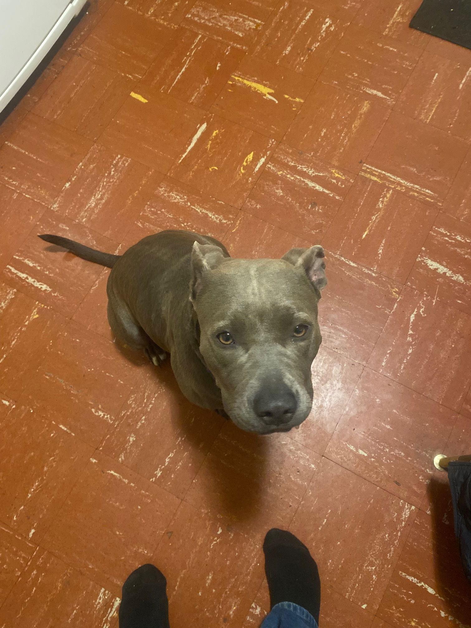 Enlarge Zelda, a Adopted Pit Bull Terrier in Fullerton, CA image 3/3