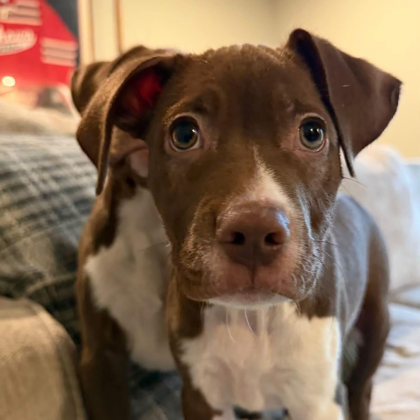 Enlarge Affogato, a Adoptable Mixed Breed in Yaphank, NY image 4/5