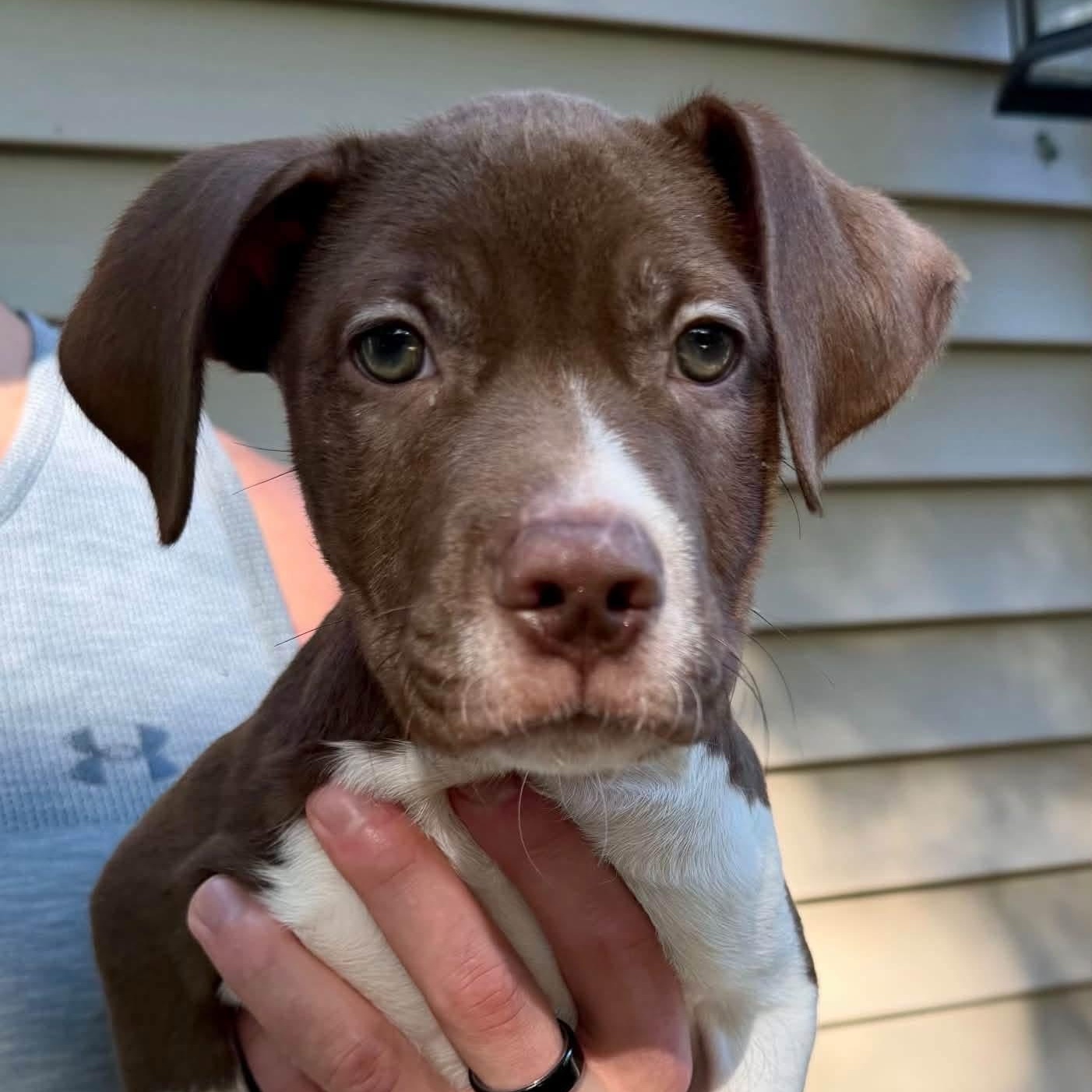Enlarge Affogato, a Adoptable Mixed Breed in Yaphank, NY image 3/5