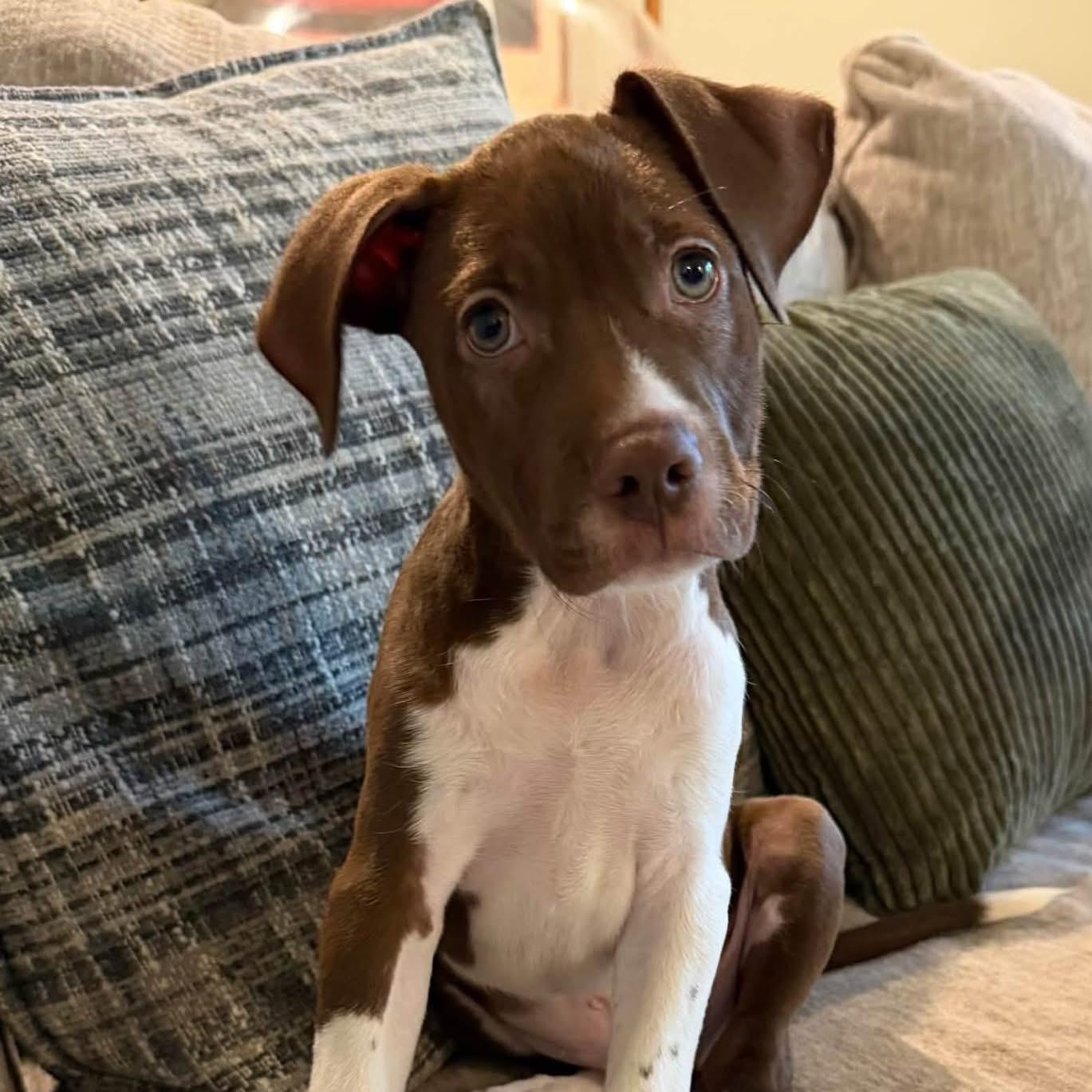 Enlarge Affogato, a Adoptable Mixed Breed in Yaphank, NY image 1/5