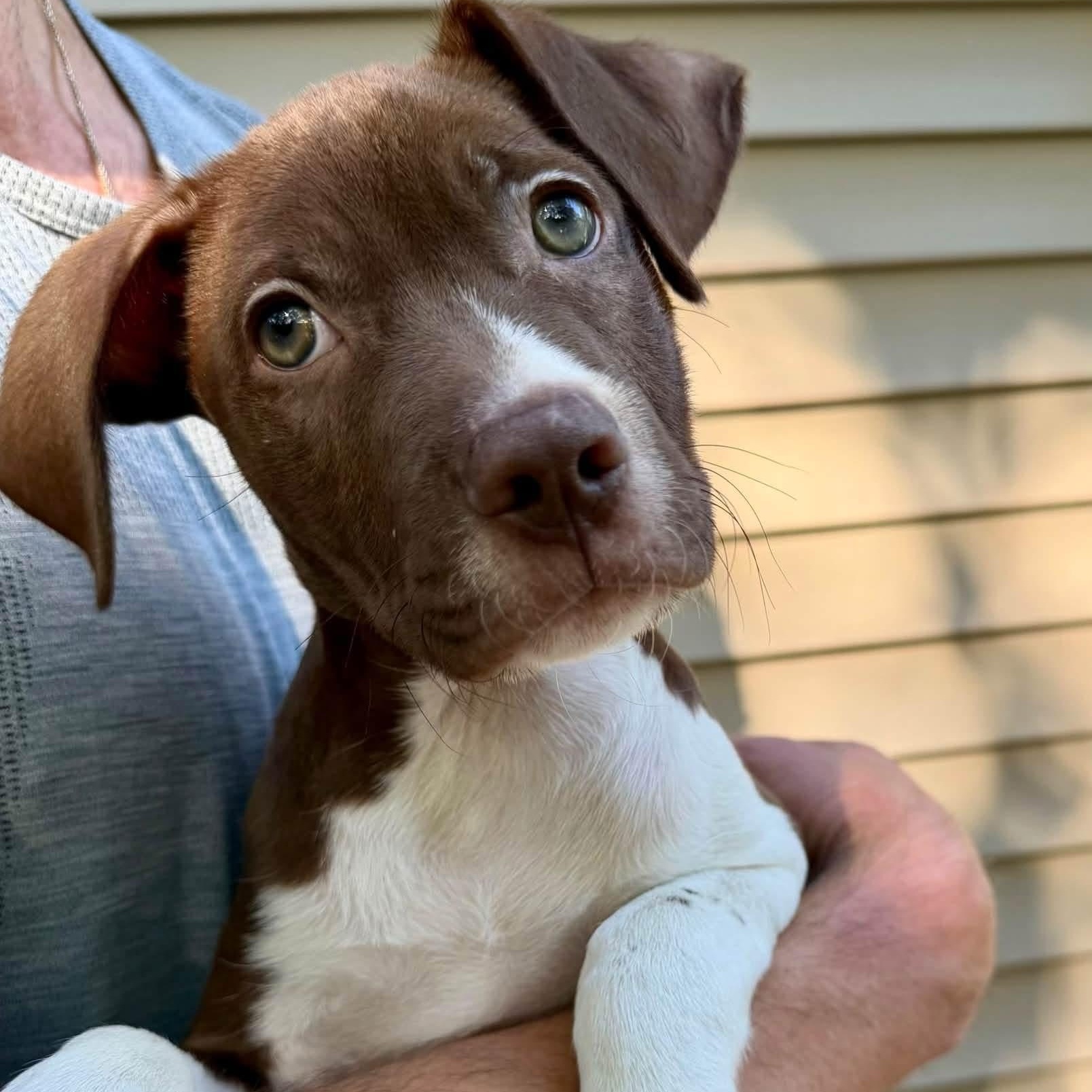 Enlarge Affogato, a Adoptable Mixed Breed in Yaphank, NY image 2/5