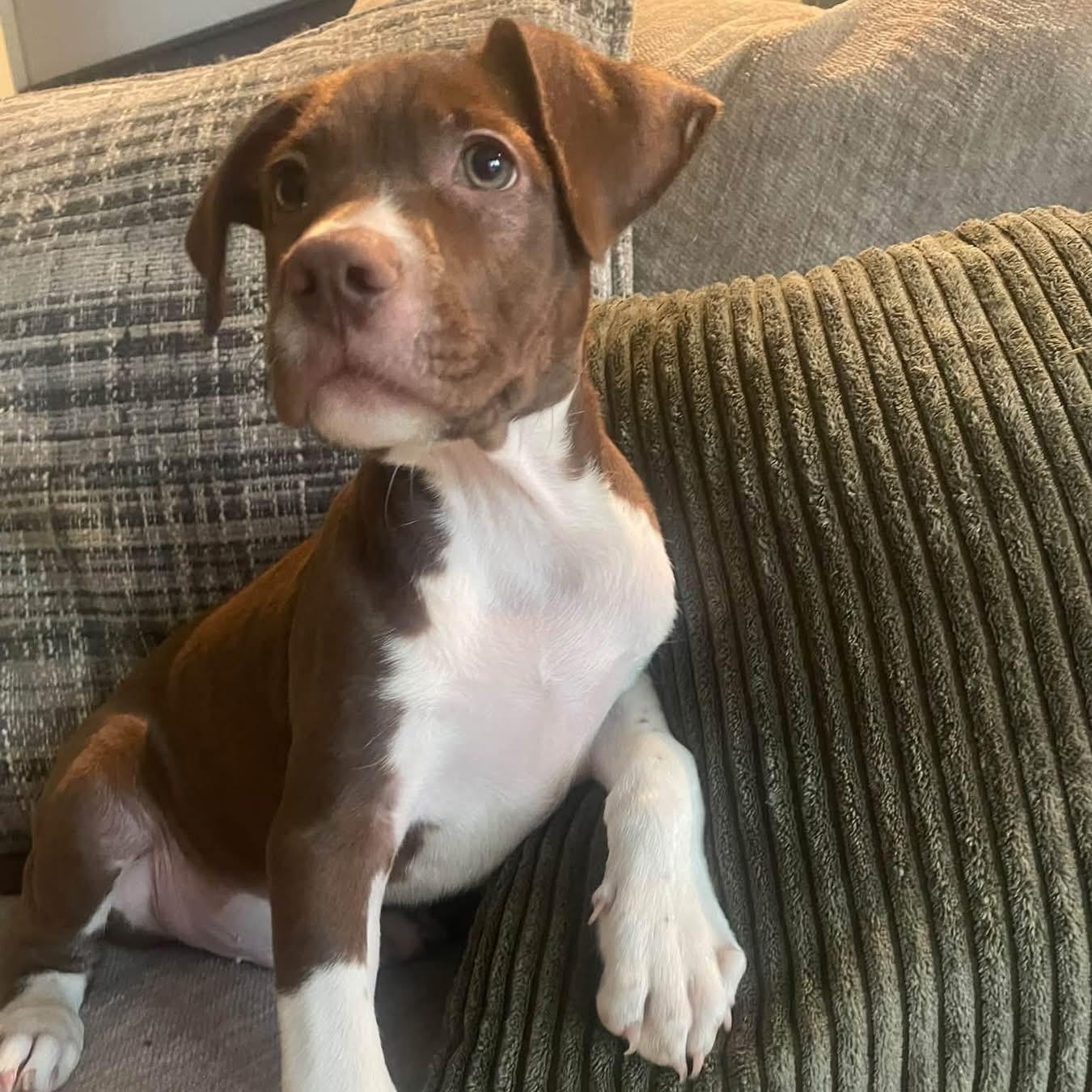 Enlarge Affogato, a Adoptable Mixed Breed in Yaphank, NY image 5/5